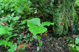 重庆阴条岭国家级自然保护区发现重庆市重点保护野生植物延龄草图片