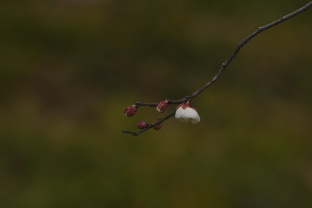 快出门！今年梅花开好啦，就是这么早！
