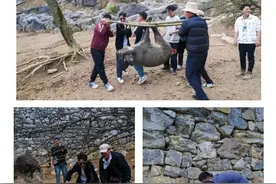 抓到“野猪”可以免费带走？景区“吸睛”项目存隐患图片