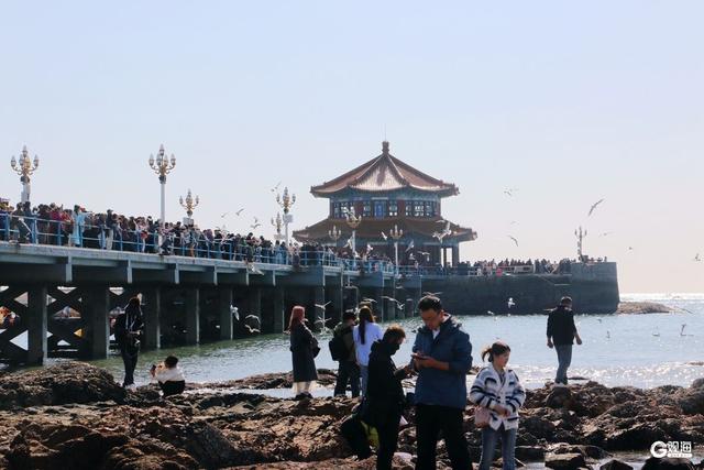 青岛“人鸥共舞”季节限定景观上线