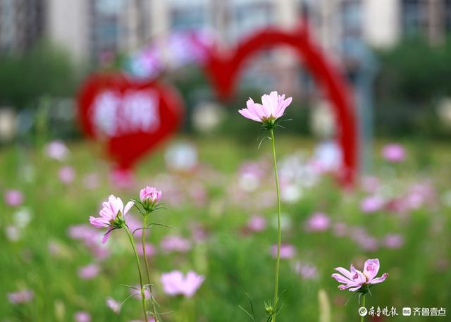盛夏花潮，自然绮梦