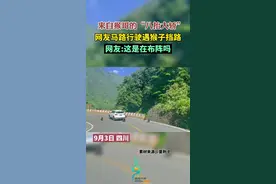 来自猴哥的“八抬大轿”，网友马路行驶遇猴子挡路，网友:这是在布阵吗图片