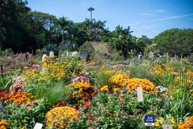 出片率100%！仙湖植物园十万秋花和千平花海讲述深圳故事