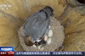 咕嘎咕嘎真呀真多鸭！沉浸式看中华秋沙鸭破壳跳巢全过程图片