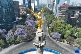 墨西哥城：蓝花楹盛放图片
