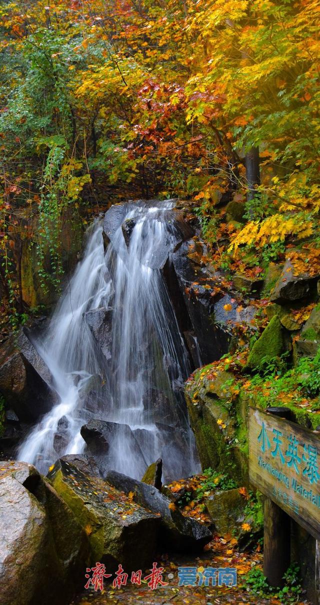 一年四季 泉在济南丨壁纸级秋景！九如山首波红叶上线，雨中最是惊艳
