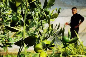 “南橘北种”结硕果！台湾“金桔之王”即墨喜获丰收图片