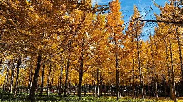 秋日限定！济南公园景区邀你共赴美好之约