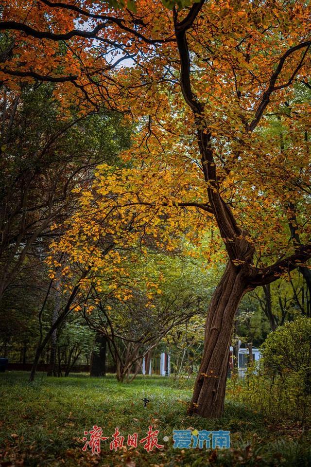 一年四季 泉在济南丨济南南郊宾馆公园：古桥红叶相辉映，满园秋意醉游人
