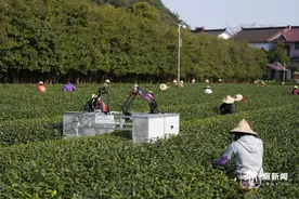 智能采茶机器人崭露头角图片