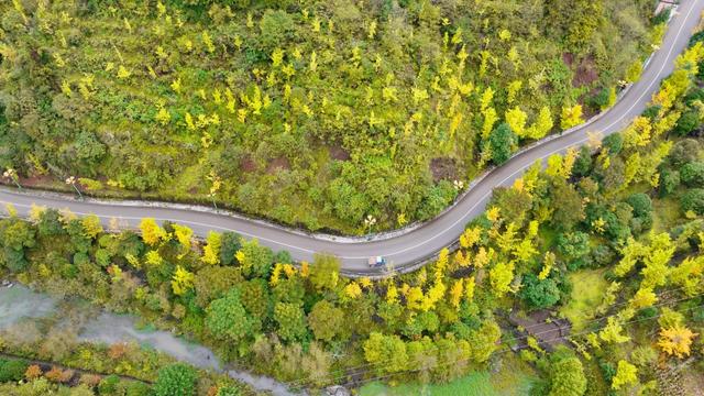 省道317线：穿行妥乐古银杏的“黄金通道”