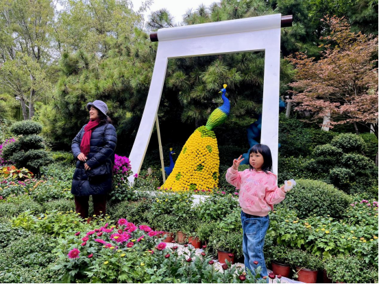 赏菊全攻略！第46届趵突泉金秋菊展即将点亮泉城秋色