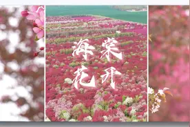 四月相约临清 共赏海棠花开图片