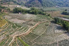 普洱江城：人参果丰收在望 深山蹚出致富新路图片