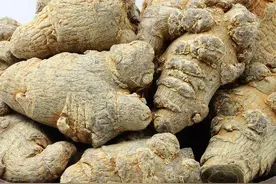 永医科普丨服用三七要注意的那些事图片