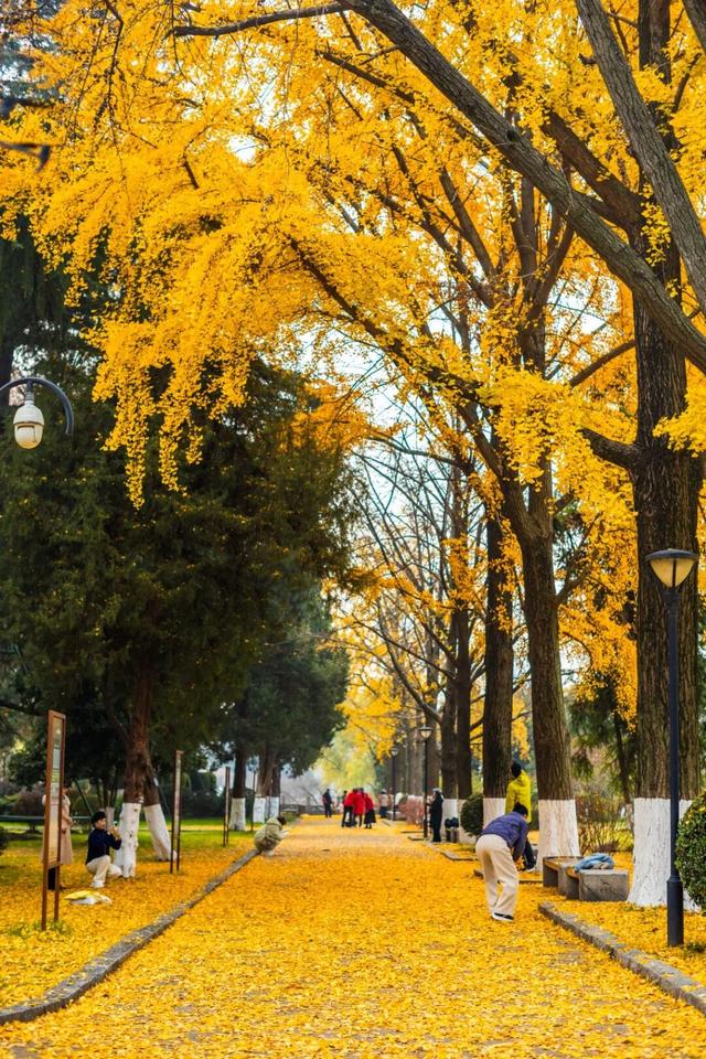 南京开始“下雪”了！