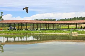 超大片花海上线！就在通州这个地方——图片