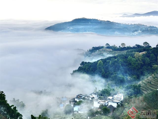 临沧临翔：邦东乡秋茶遇云海 山水画卷醉游人