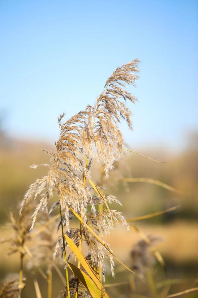 晴天赏“雪”！北坞公园又出片了