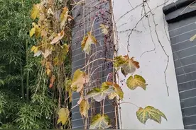落英缤纷的季节图片