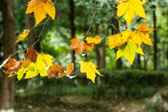 成都冬日梧桐叶美景上线 驷马桥沙河河畔梧桐颜色正好