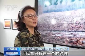 从“挑食小鹤”到领头“大哥哥” 白鹤“小雪”即将开启北迁之旅图片