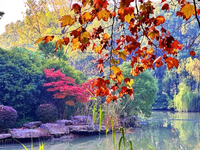 满目金黄！闵行这个公园落满秋声……