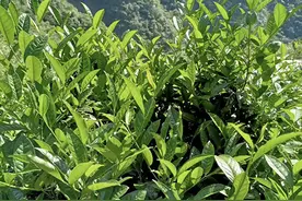 湖南安化：让黑茶从“隐藏”变“热搜”图片