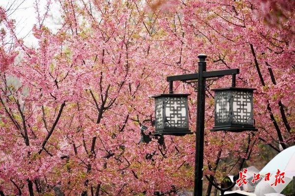 汉阳龟山樱花坡，雨中赏樱