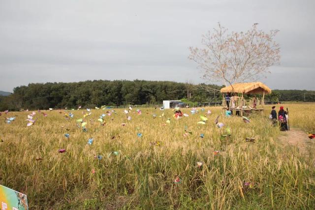 2025年白沙“啦奥门”雨林与您山兰文化活动启幕