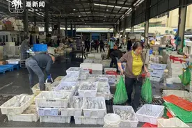 五一起东海进入休渔季，手掌宽的带鱼，带膏的墨鱼，这里上演最后疯狂图片