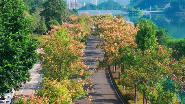预告一场金色浪漫！德兴即将换上“季节限定皮肤”~
