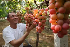 临沂：葡萄丰收香满园图片