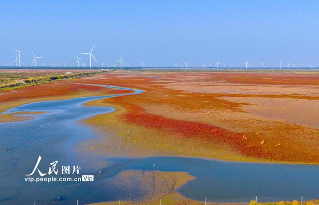 江苏东台：麋鹿漫步“红地毯”