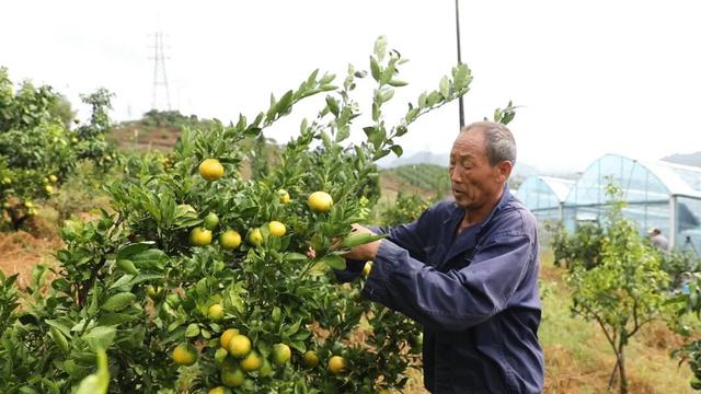 锁定奉化，山野“食”秋！这份假期觅食指南别错过→