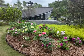 走进世园会的牡丹，说说背后的故事图片