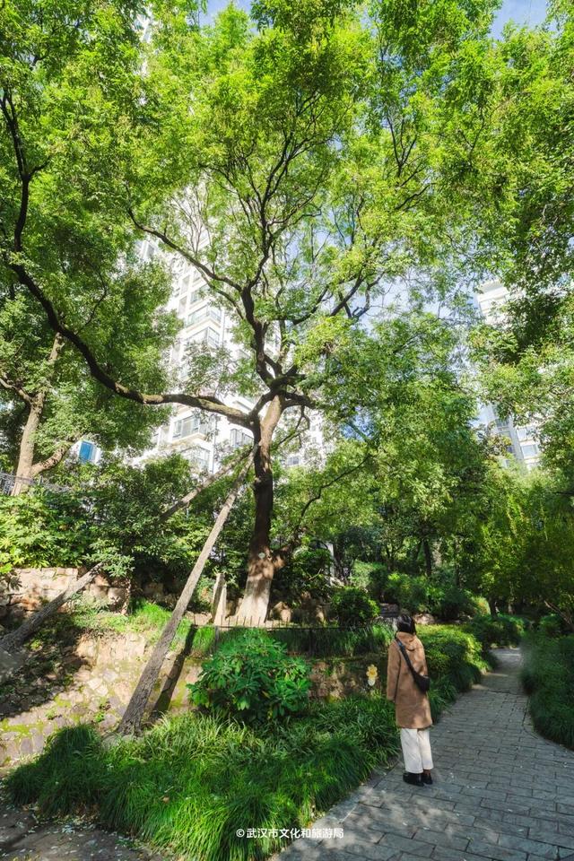武汉为百年古树建公园，免费开放！