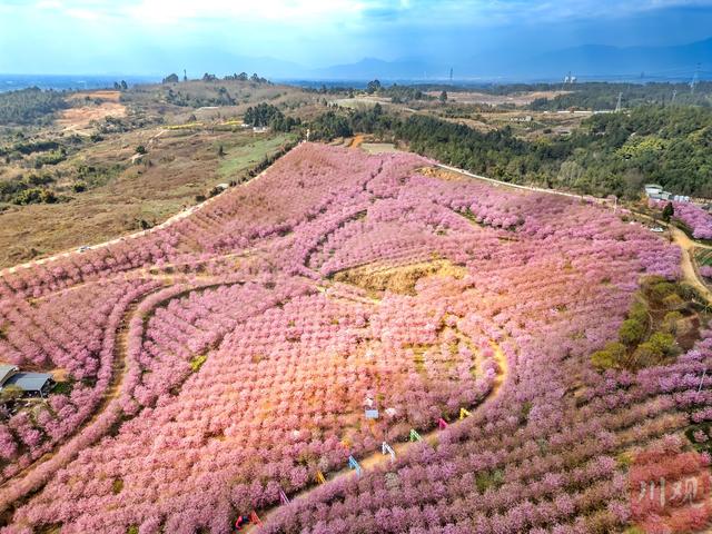 粉樱漫山 两万株樱花绽放出绝美春天