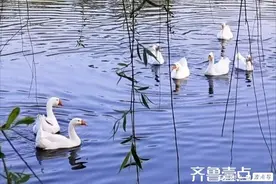 散文丨四奶奶与两只大白鹅图片