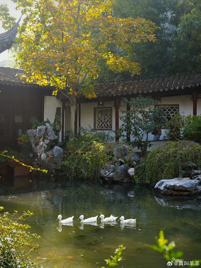 这个元旦假期，把时光“浪费”在秦淮最美的园子里~