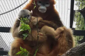 武汉动物园金丝猴宝宝与游客见面啦图片