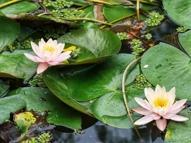 包出片的~城厢古城桂花打卡计划，走起→