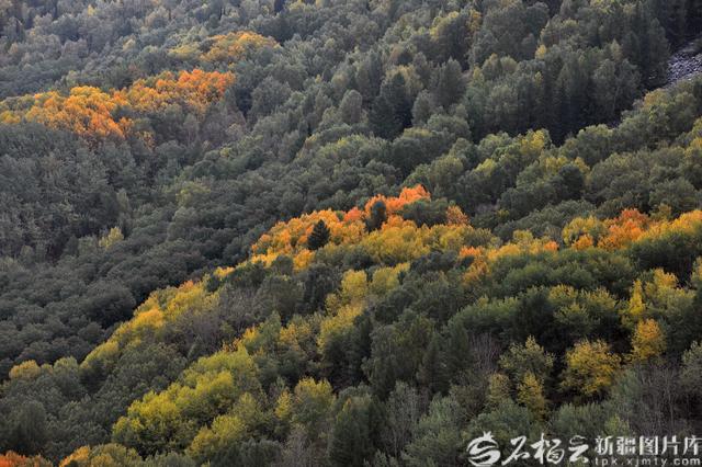 旅游促“三交”丨秋日阿禾公路：穿行在金色的画卷里