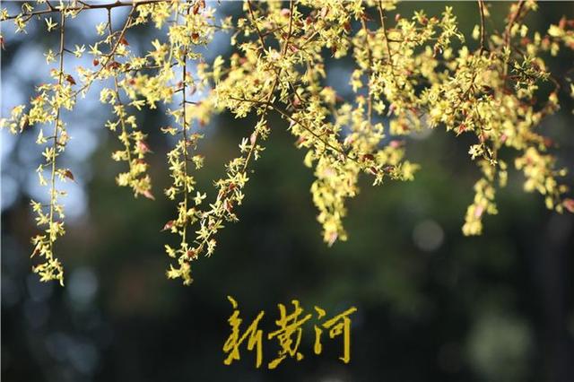 滨州秋日——栾树花开，满城绚烂如画