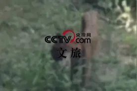 广州动物园老虎骨瘦如柴？园方回应：是这种体形图片