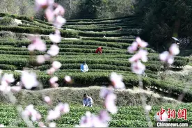 湖北通城“60后”回乡创业 荒山育出“黄金叶”图片