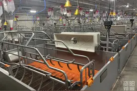 资阳：当养猪遇上AI会怎样？这个智慧猪场告诉你图片