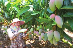 三亚芒果何以“脱颖而出”？图片