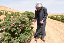 中东战地手记｜大马士革玫瑰何时再盛放图片