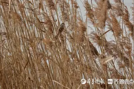 震旦鸦雀现身牟平！烟台沁水河首次发现“鸟中大熊猫”图片